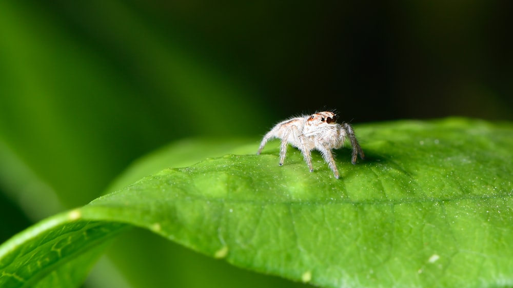 white spider on green leaf