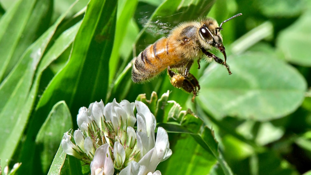 abeja negra y marrón sobre flor blanca