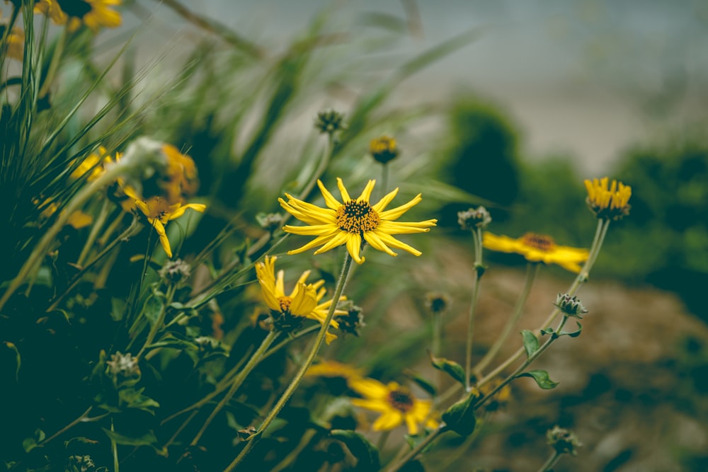 fiore giallo nell'obiettivo tilt shift