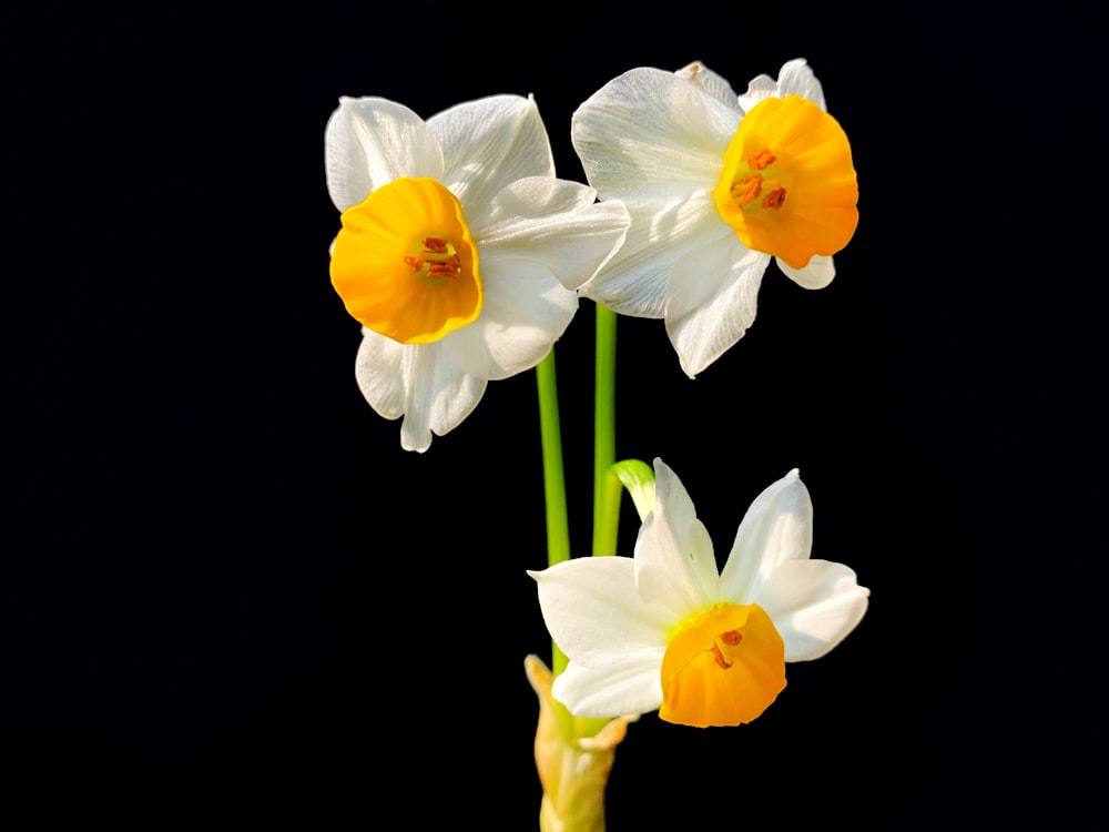 yellow daffodils in bloom close up photo