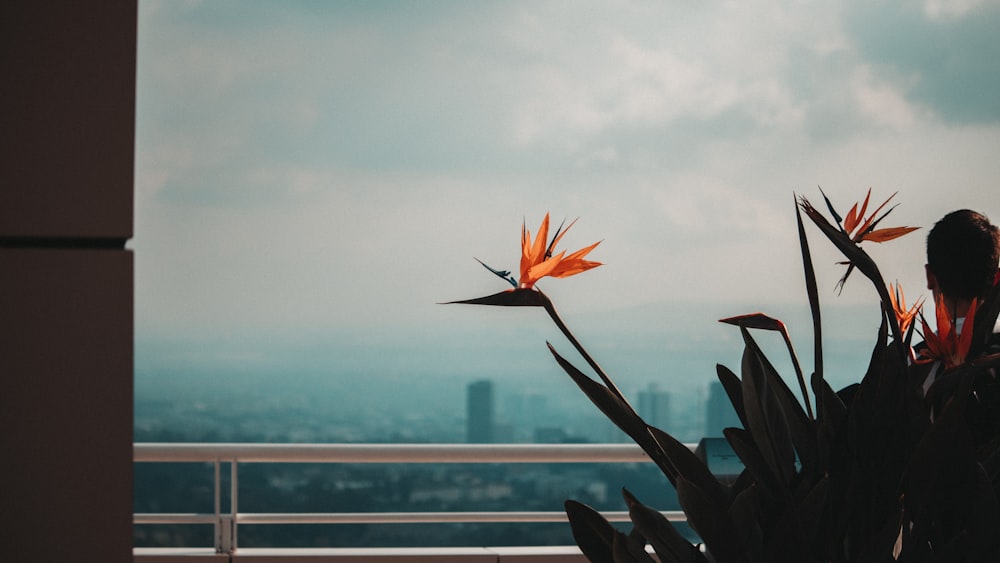 red flower in front of body of water during daytime