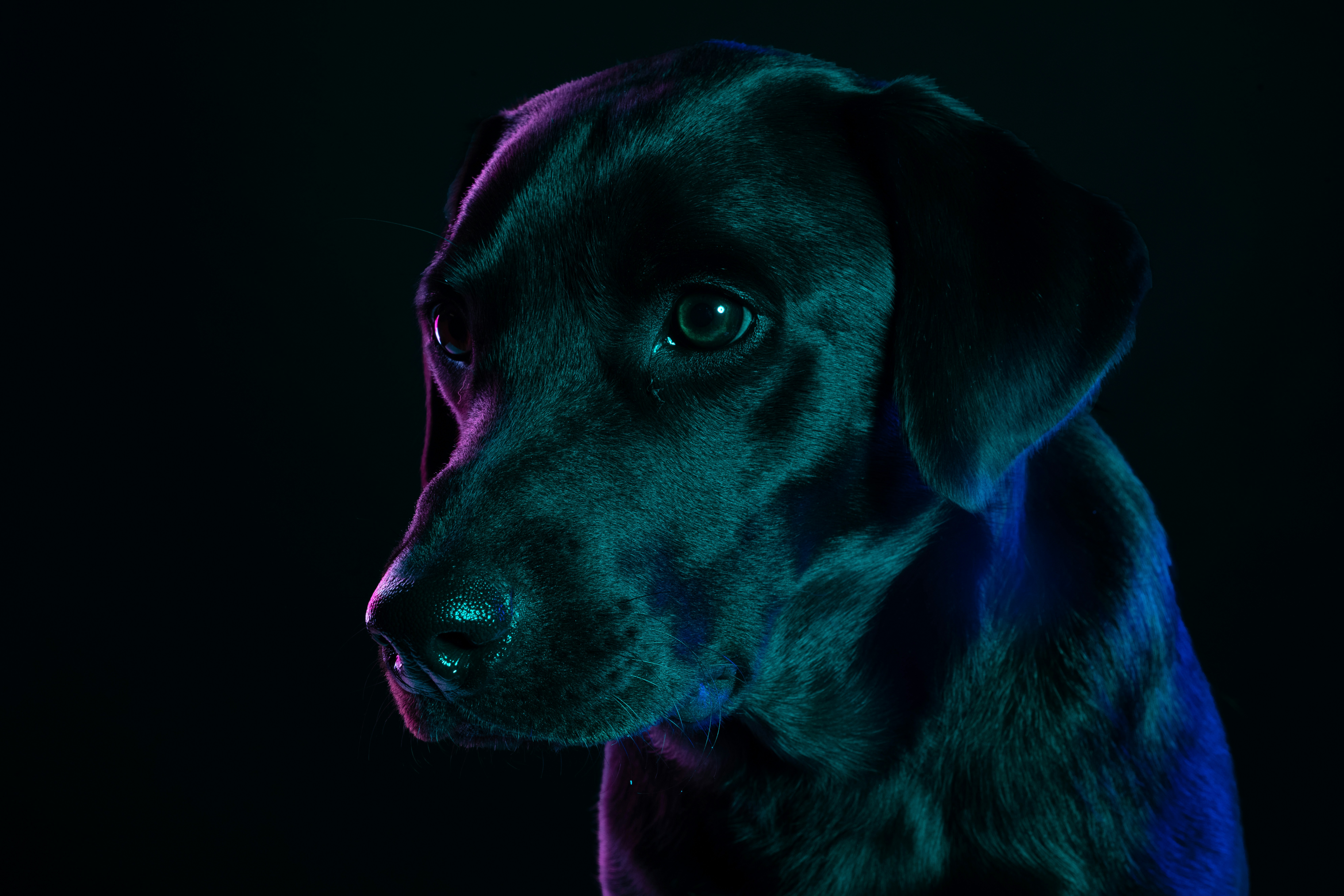 black labrador retriever with blue eyes