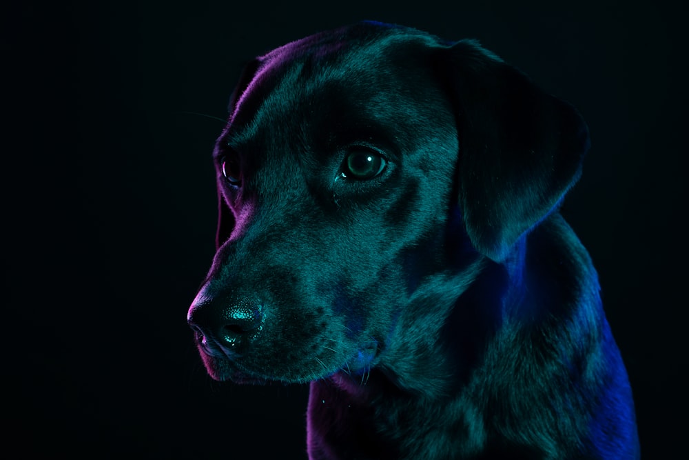 black labrador retriever with blue eyes