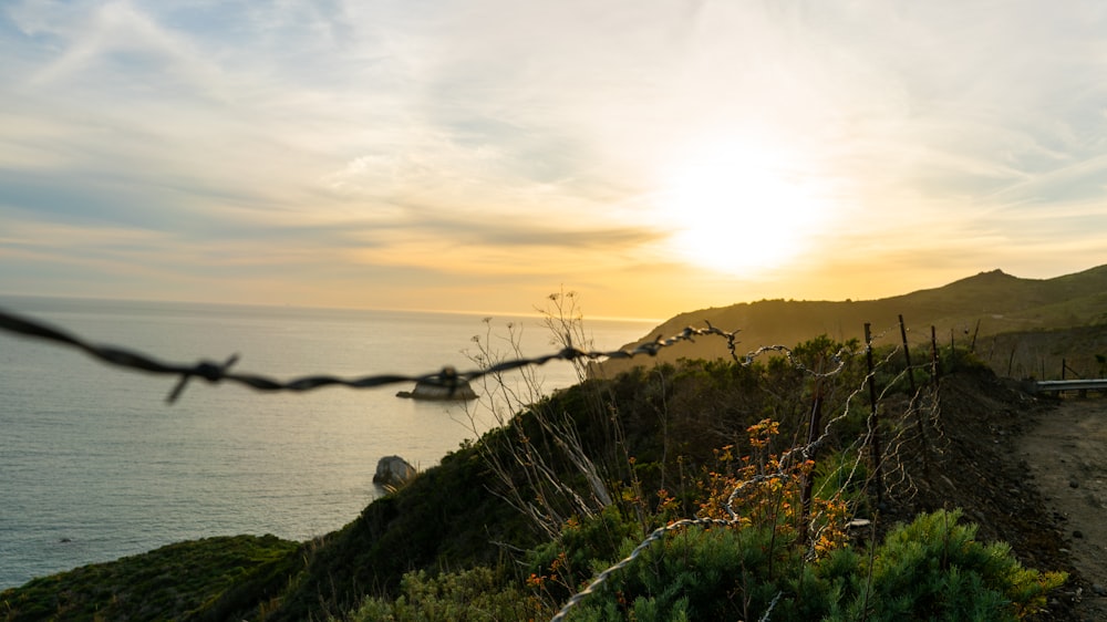 green grass near body of water during sunset