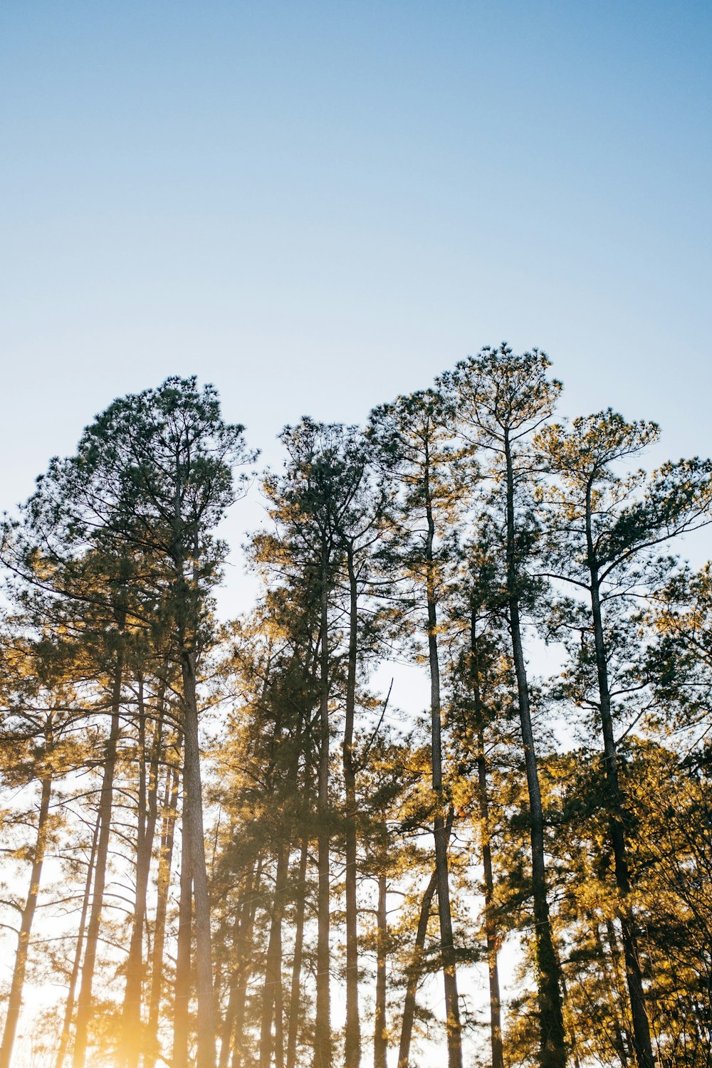 brown trees under blue sky during daytime