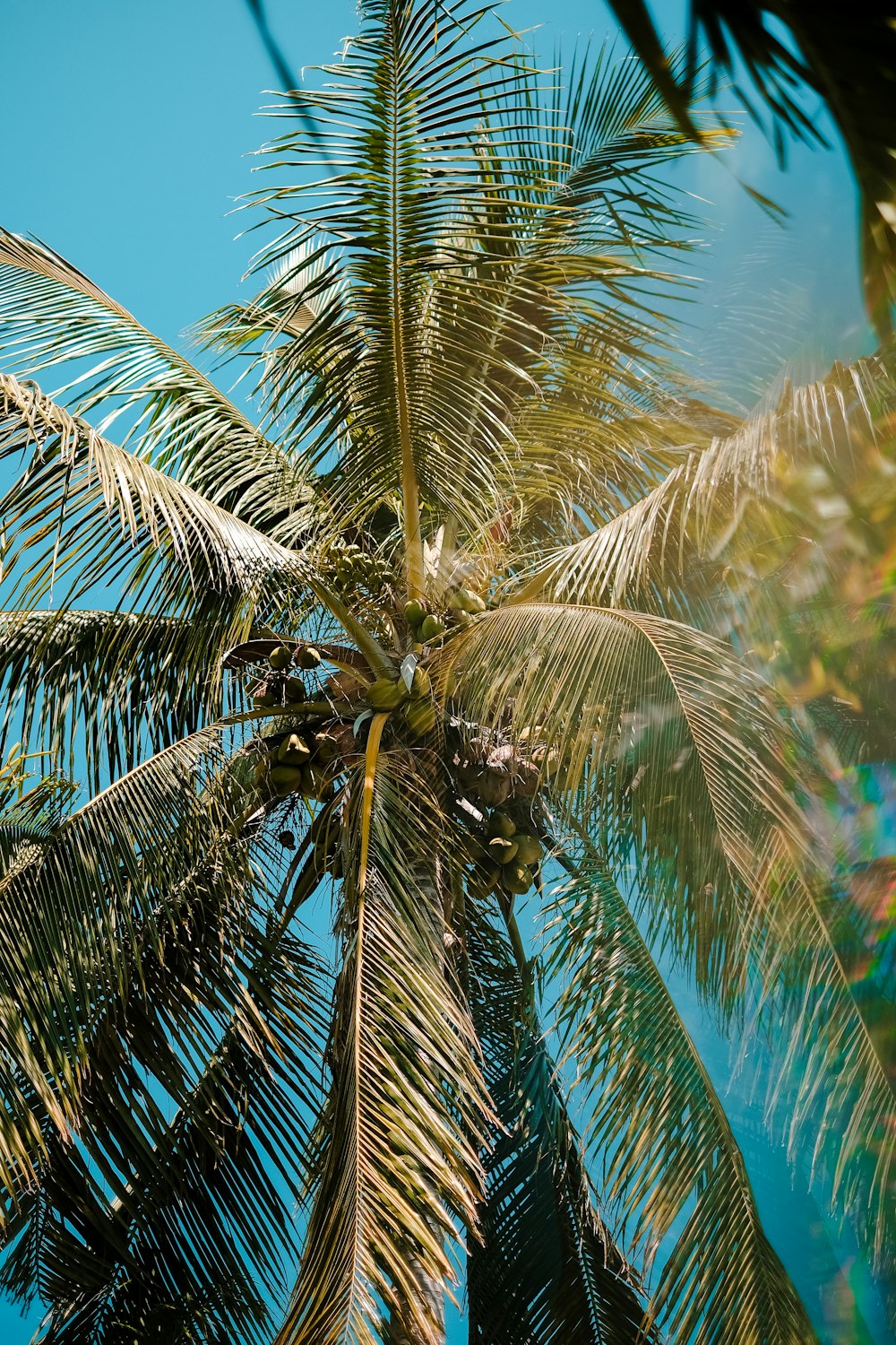 Grüne Palme unter blauem Himmel tagsüber