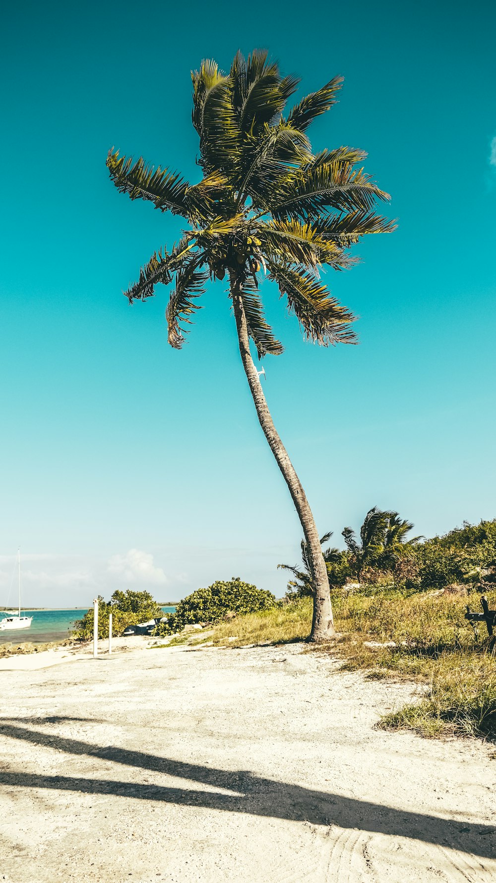 palmeira na costa da praia durante o dia