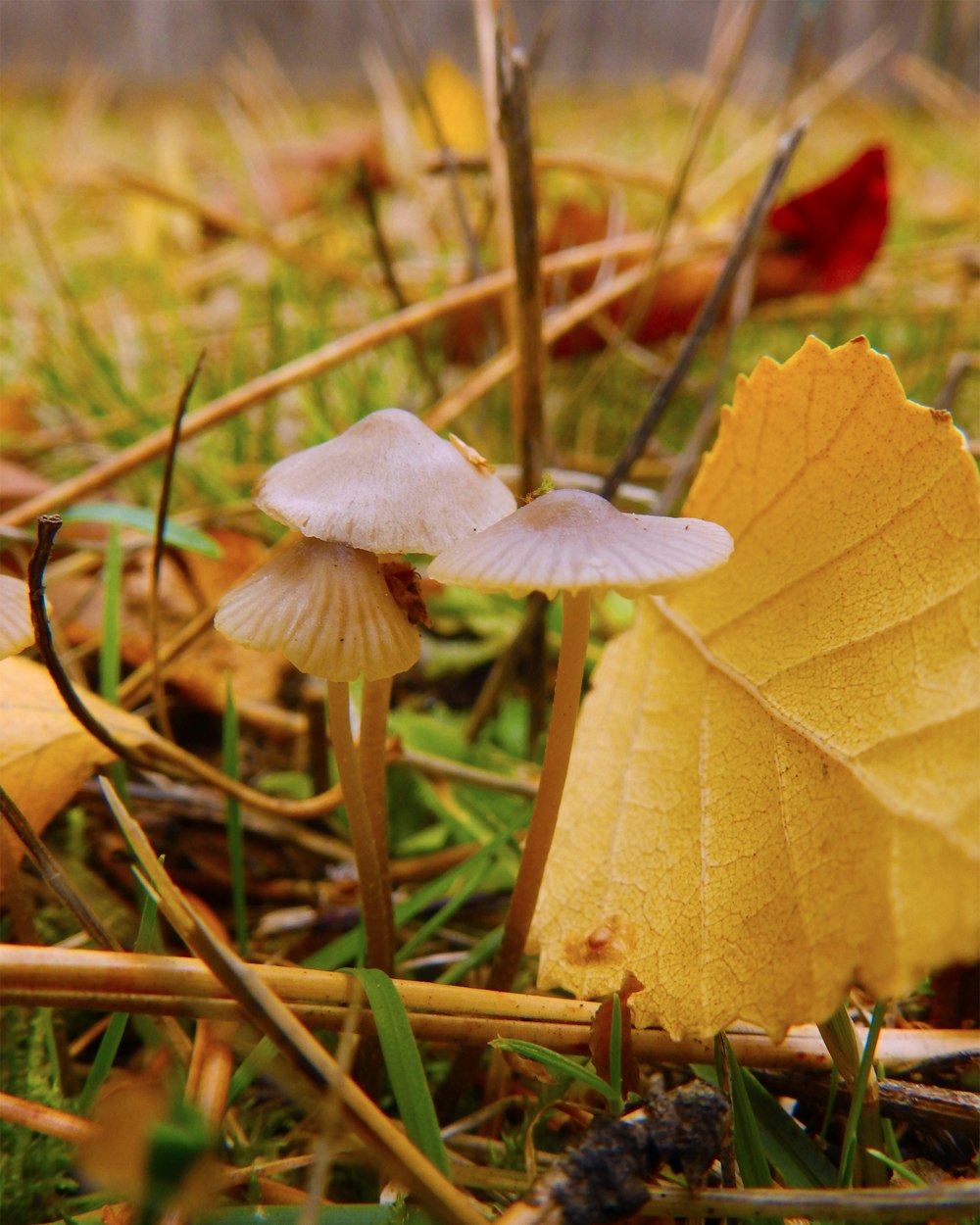 brown and white mushroom in close up photography