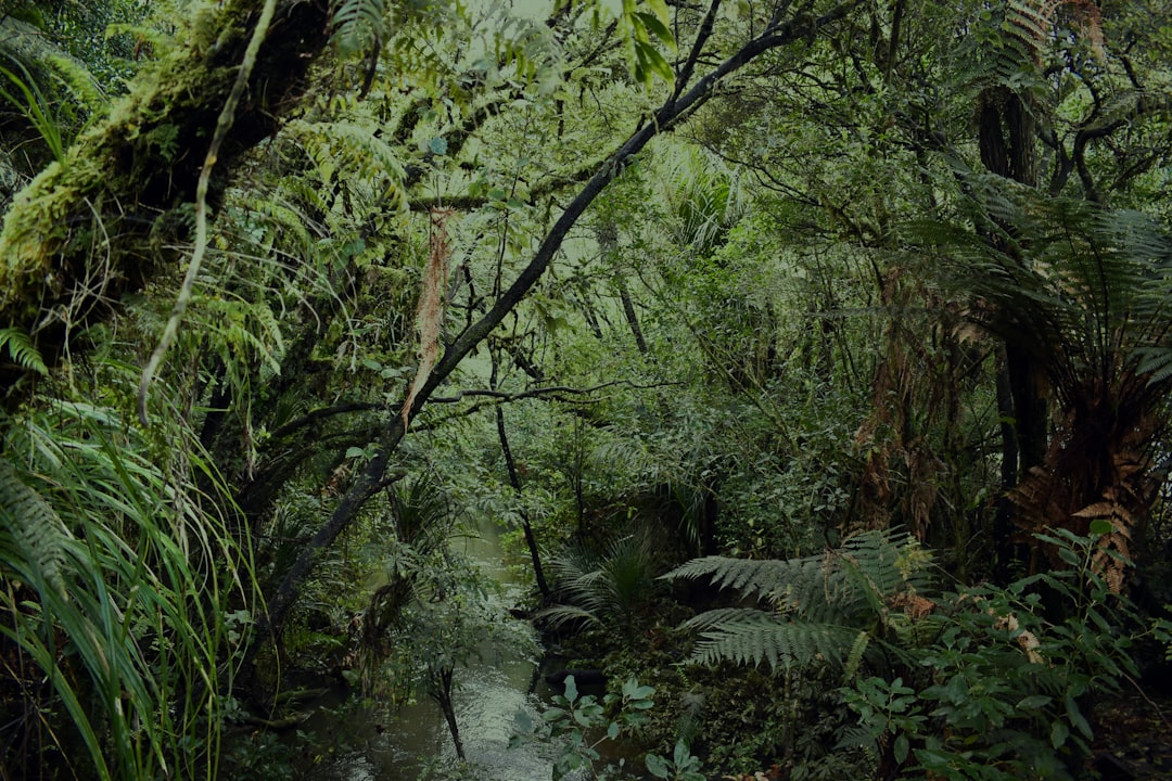 travelers stories about Forest in Tāne Mahuta State Highway 12, New Zealand