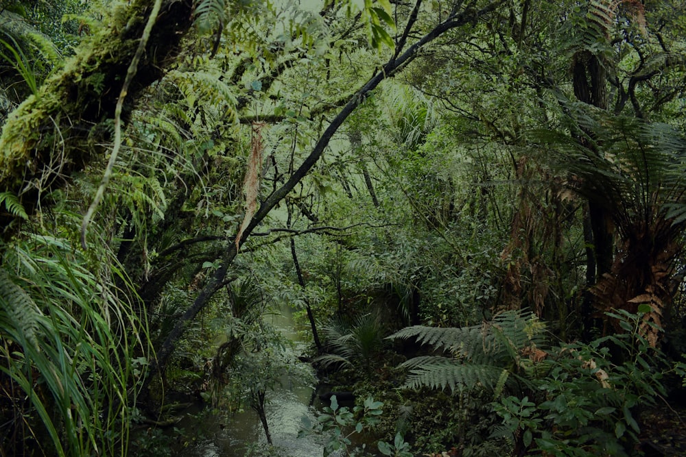 green trees beside river during daytime