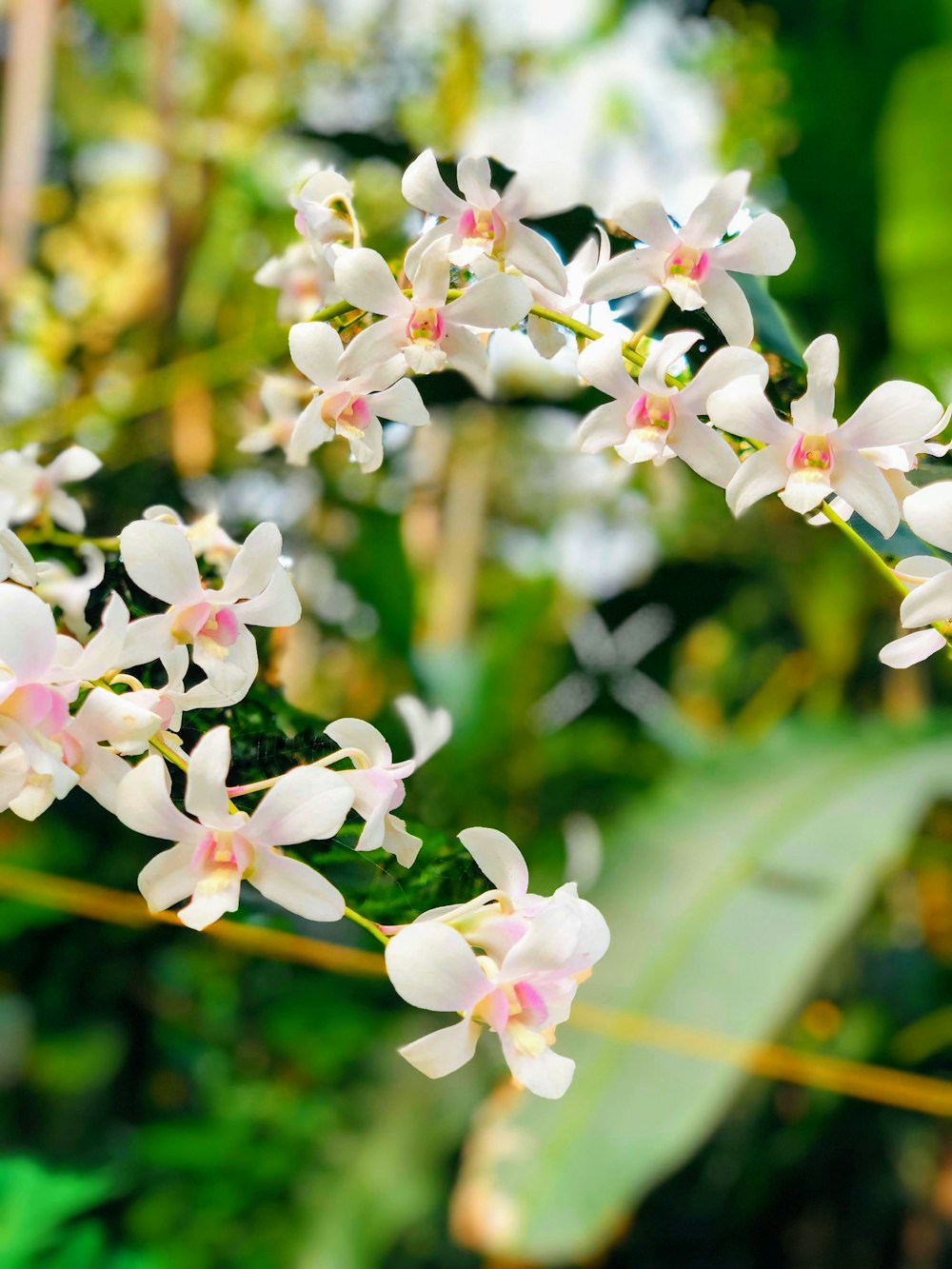 white and pink flowers in tilt shift lens