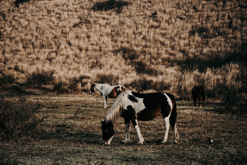 black and white horse on brown field