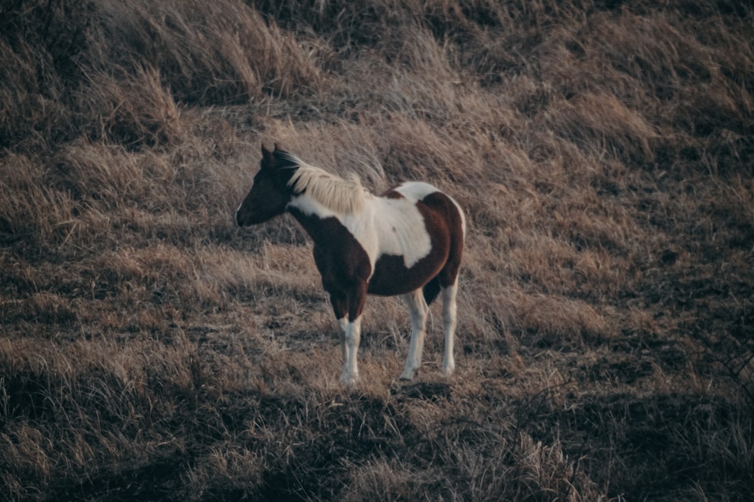 brown and white horse eating grass