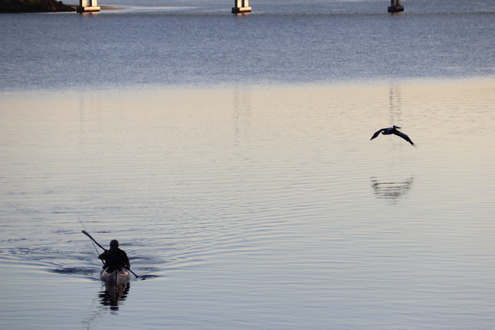 two birds flying over the water during daytime