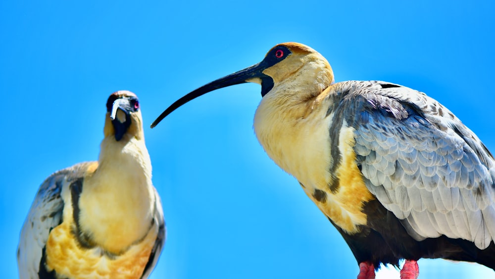 white yellow and black feathered bird