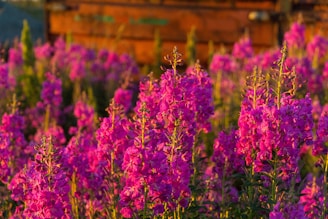 purple flowers in tilt shift lens