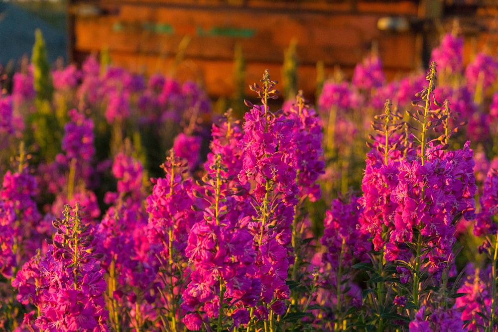 purple flowers in tilt shift lens