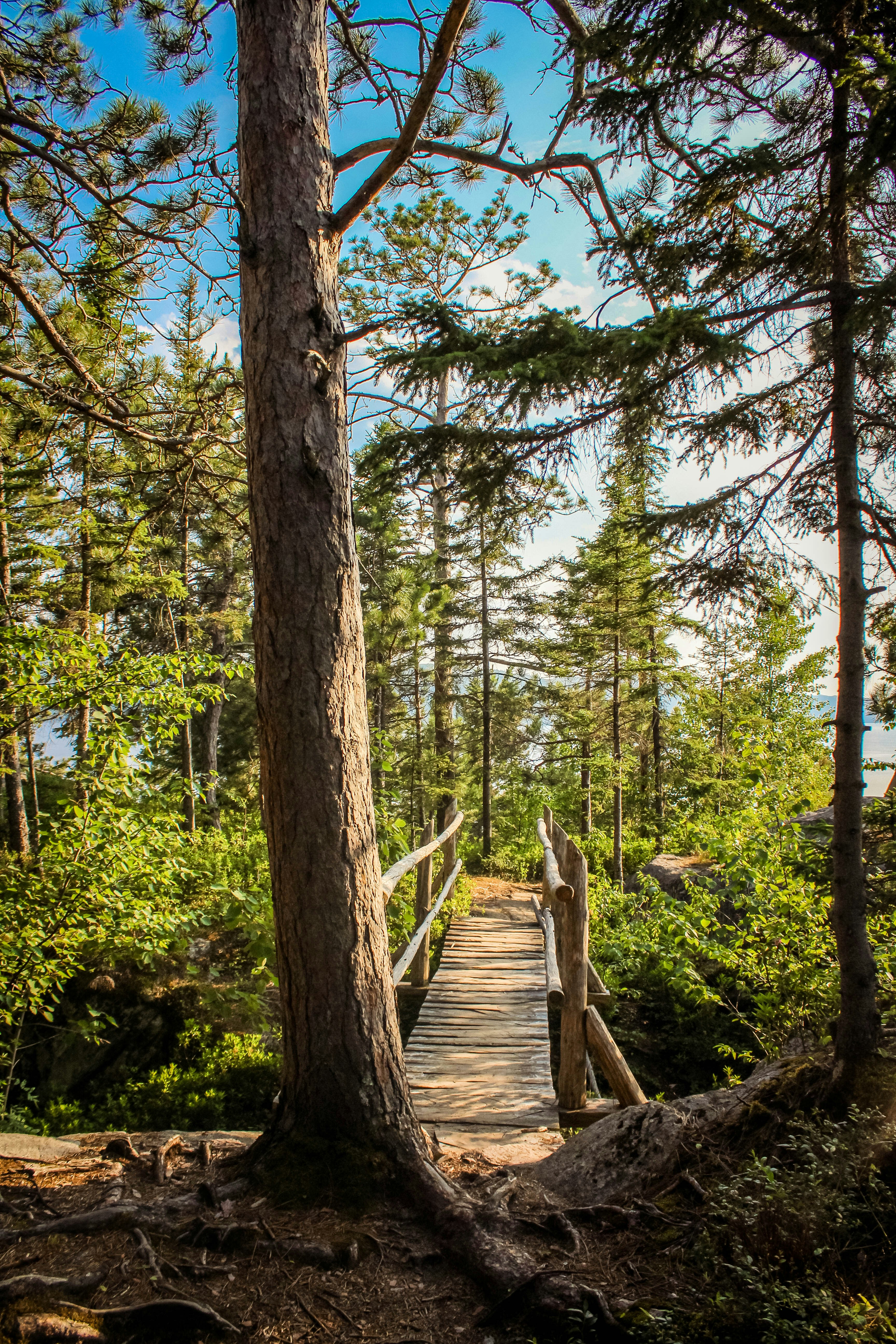 brown wooden bridge in the middle of green trees