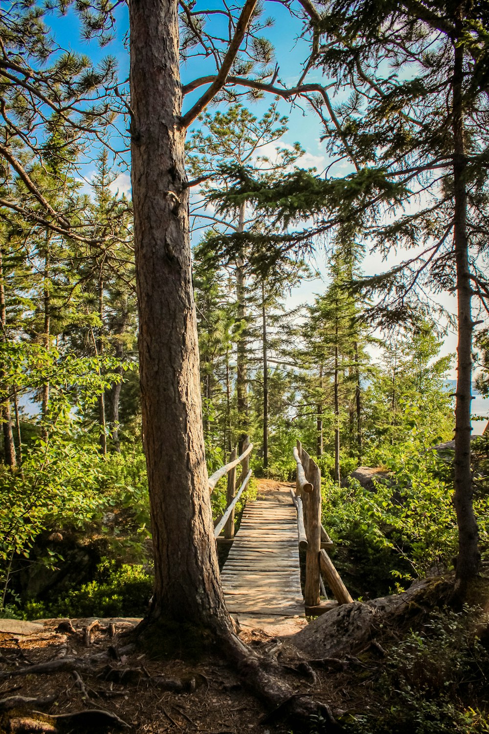 ponte de madeira marrom no meio de árvores verdes