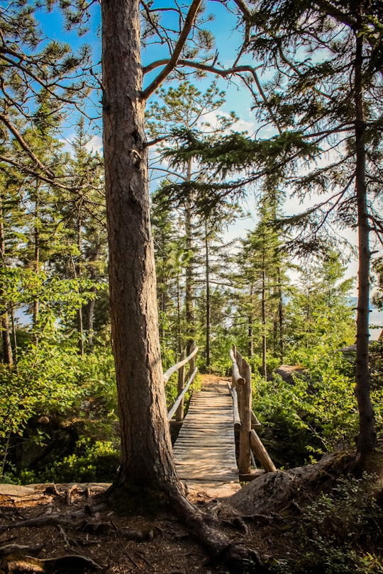 brown wooden bridge in the middle of green trees in Saguenay Canada