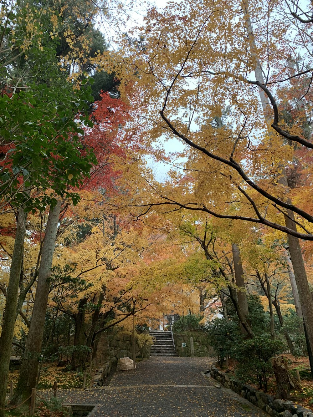 brown and red leaf trees