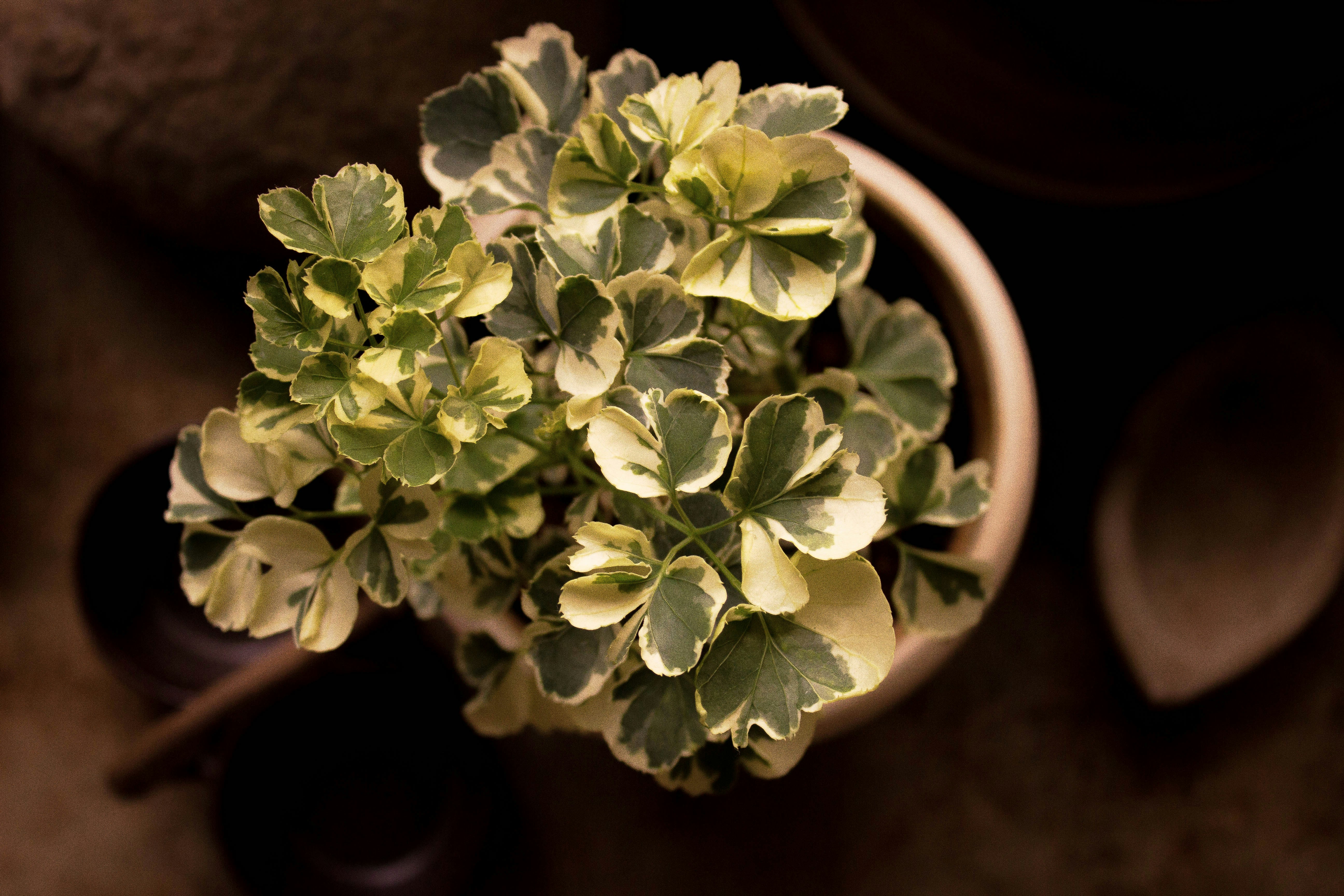 Photo by dhruvsaranmehra