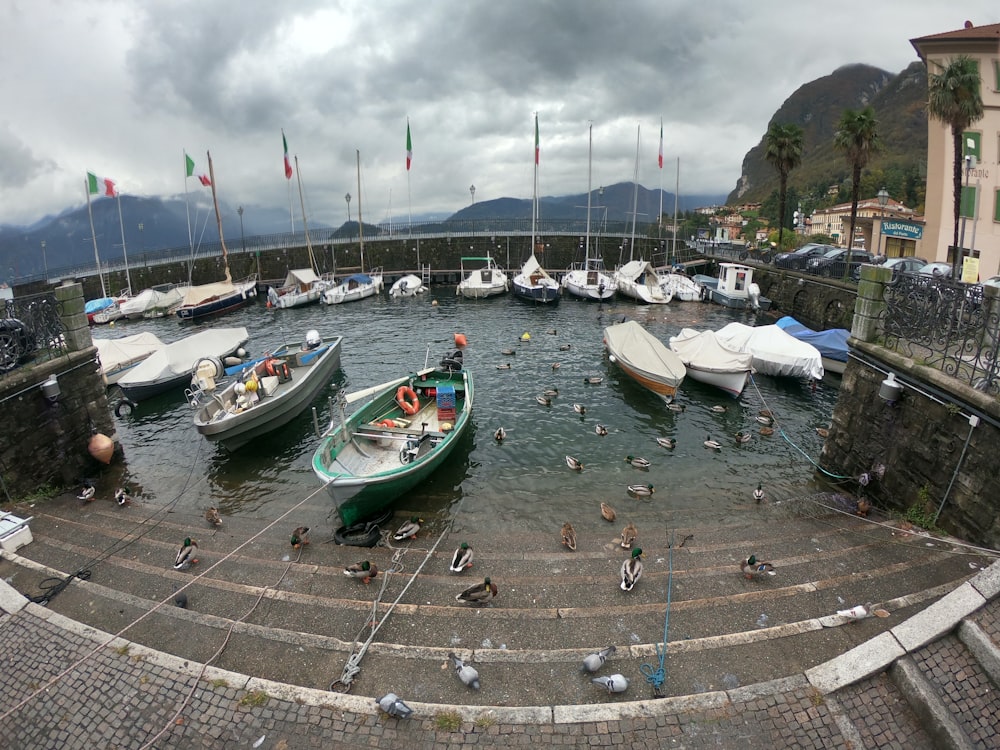 green and white boat on dock during daytime