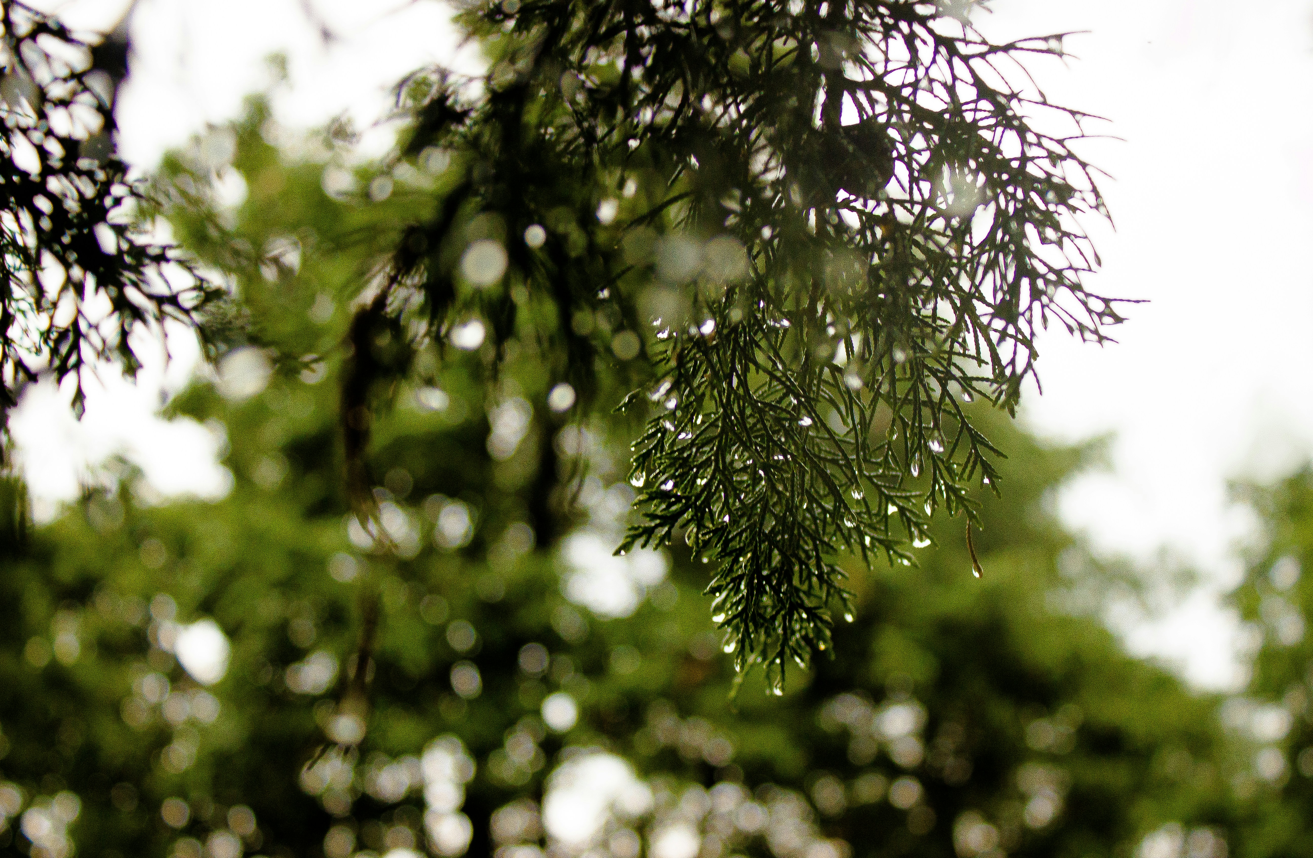 Photo by dhruvsaranmehra