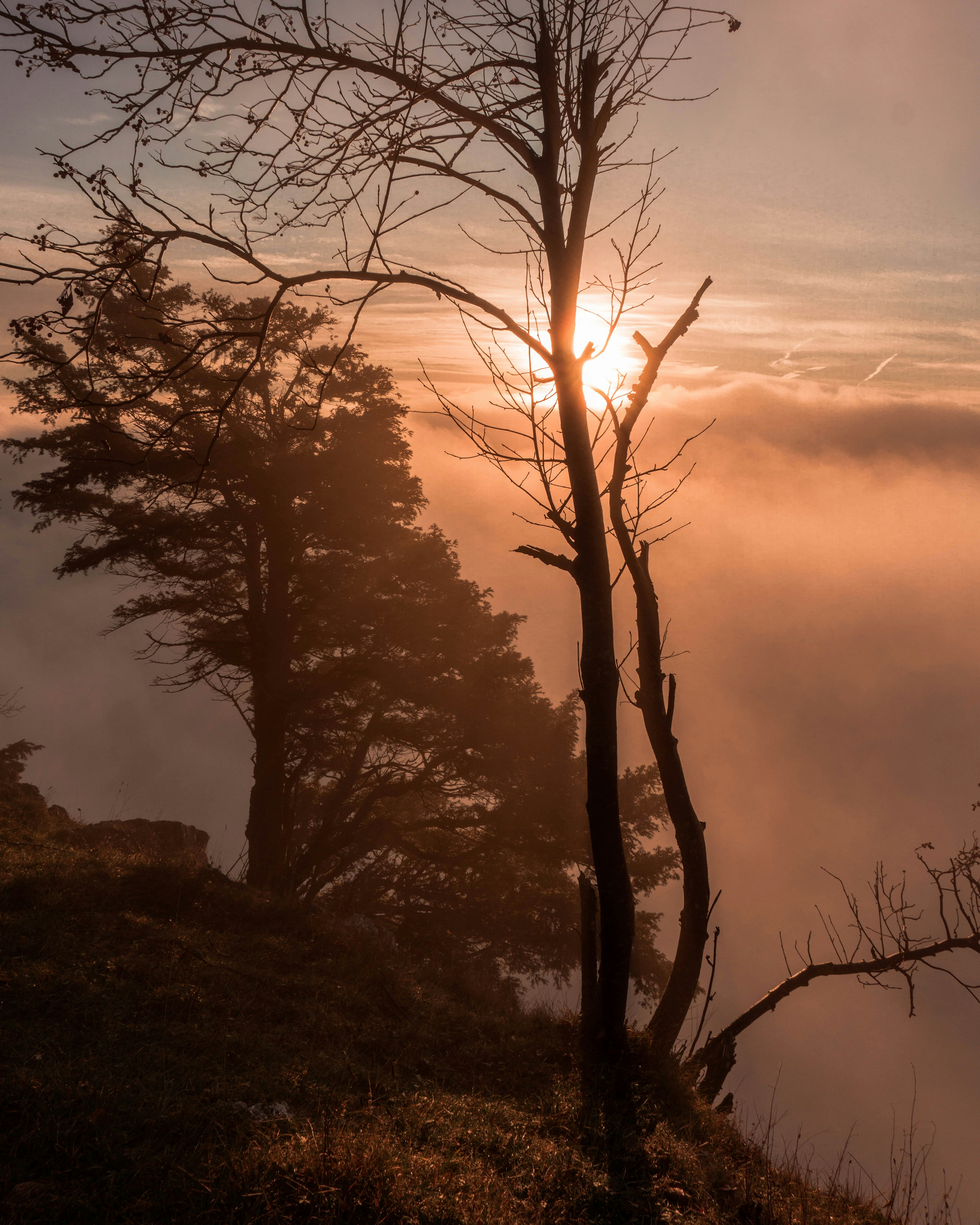 leafless tree on green grass field during sunset
