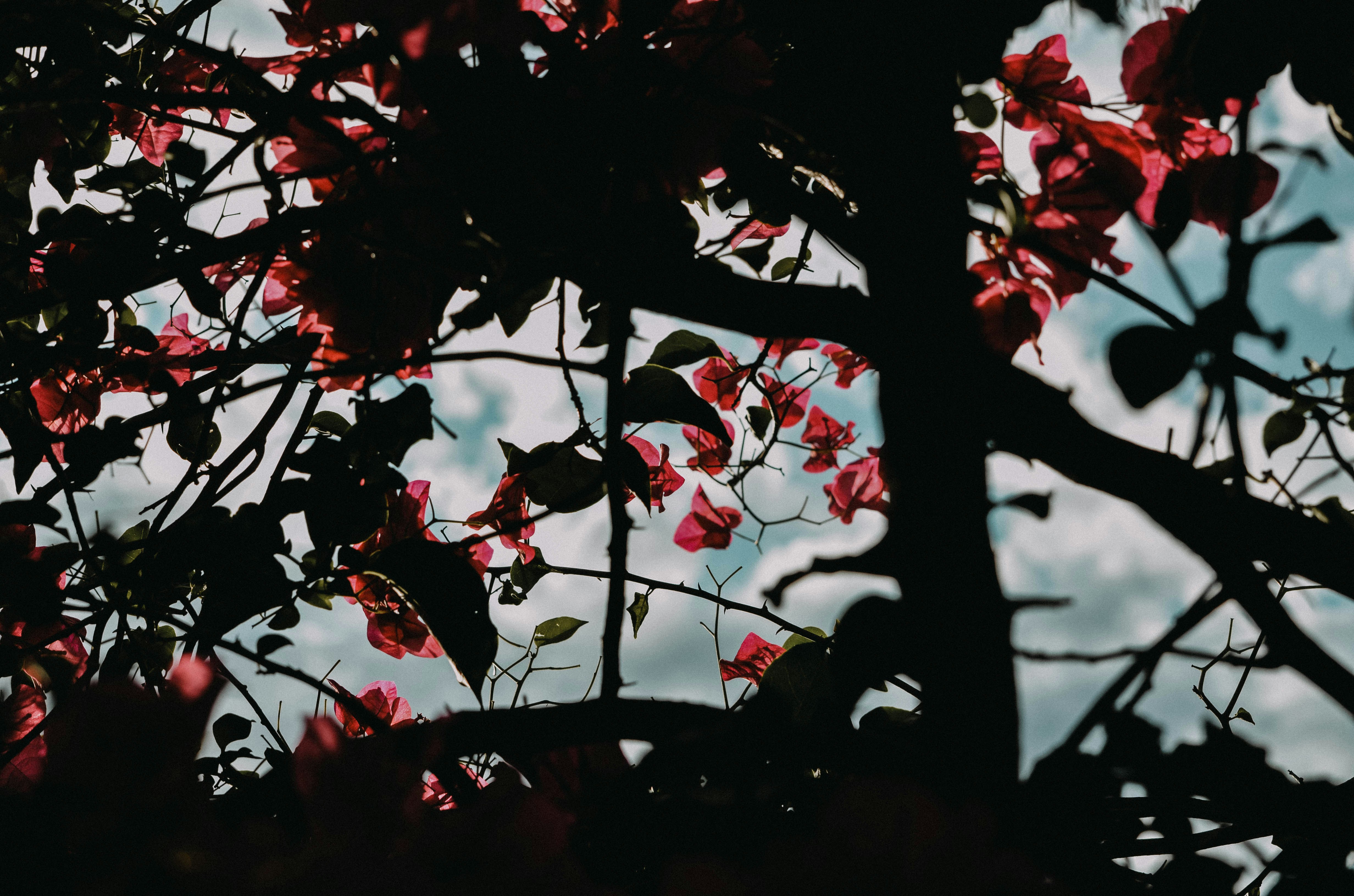 Photo by hannsutho99