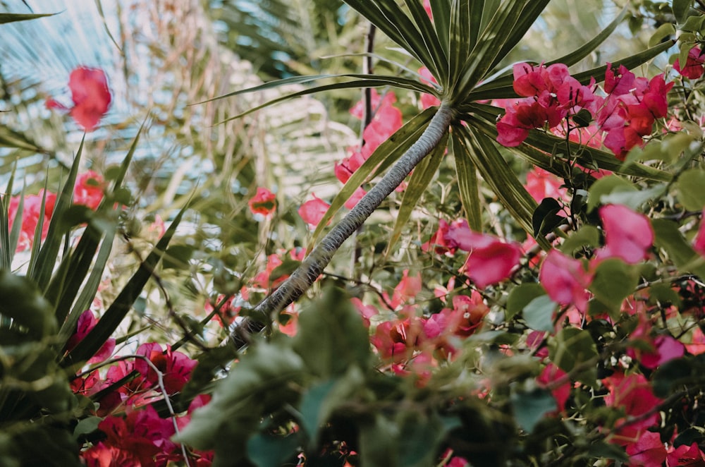 pink flowers with green leaves