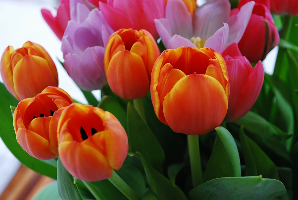 pink and red tulips in bloom during daytime