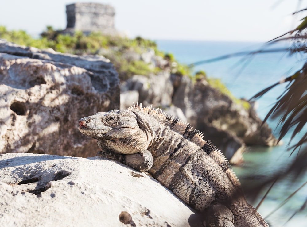 gray and black bearded dragon on gray rock during daytime