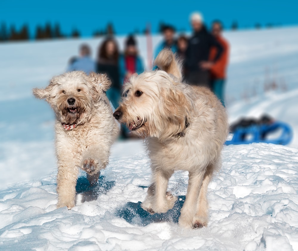 Un perro sentado en la nieve