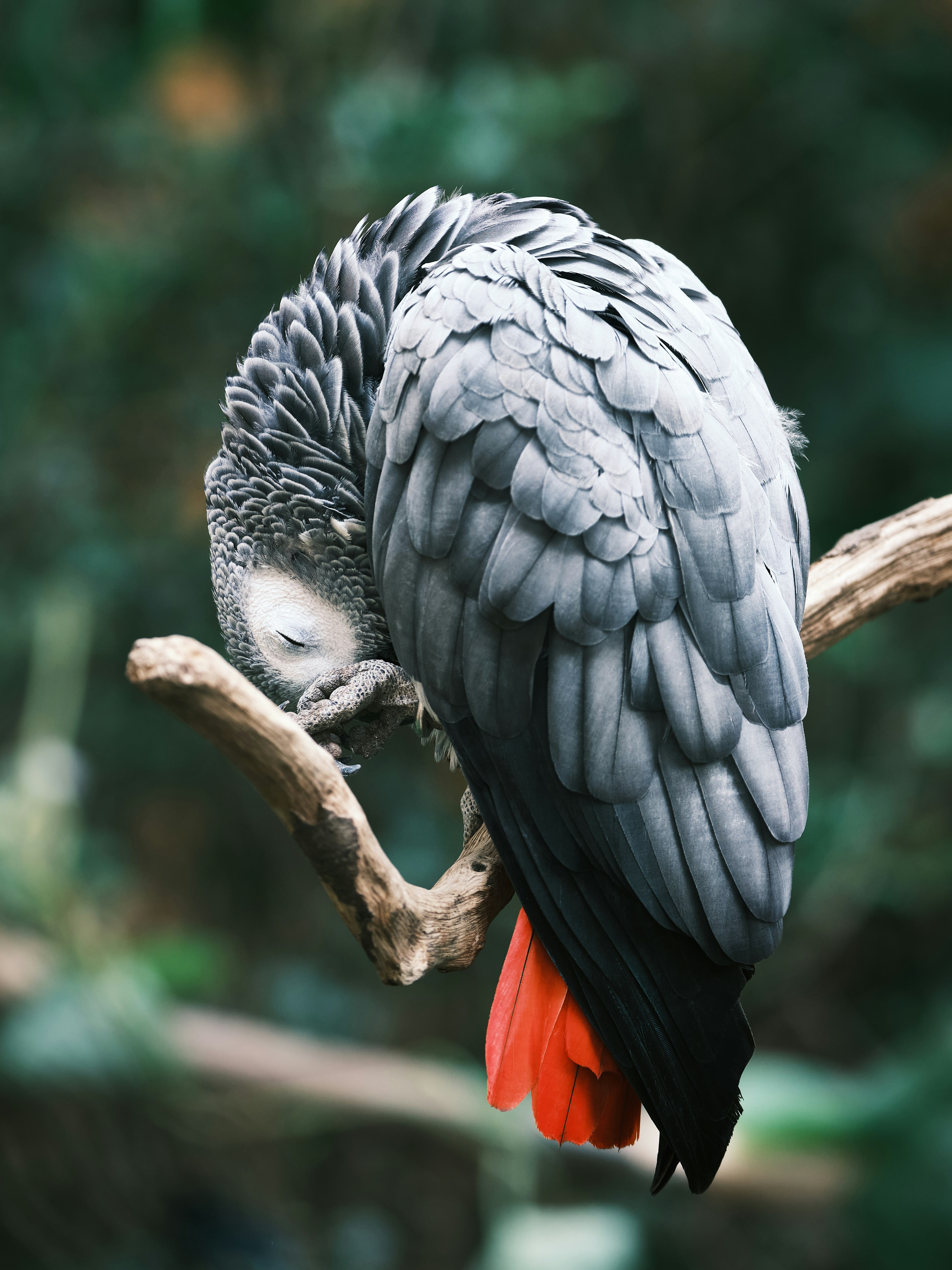 black and gray bird on brown tree branch during daytime