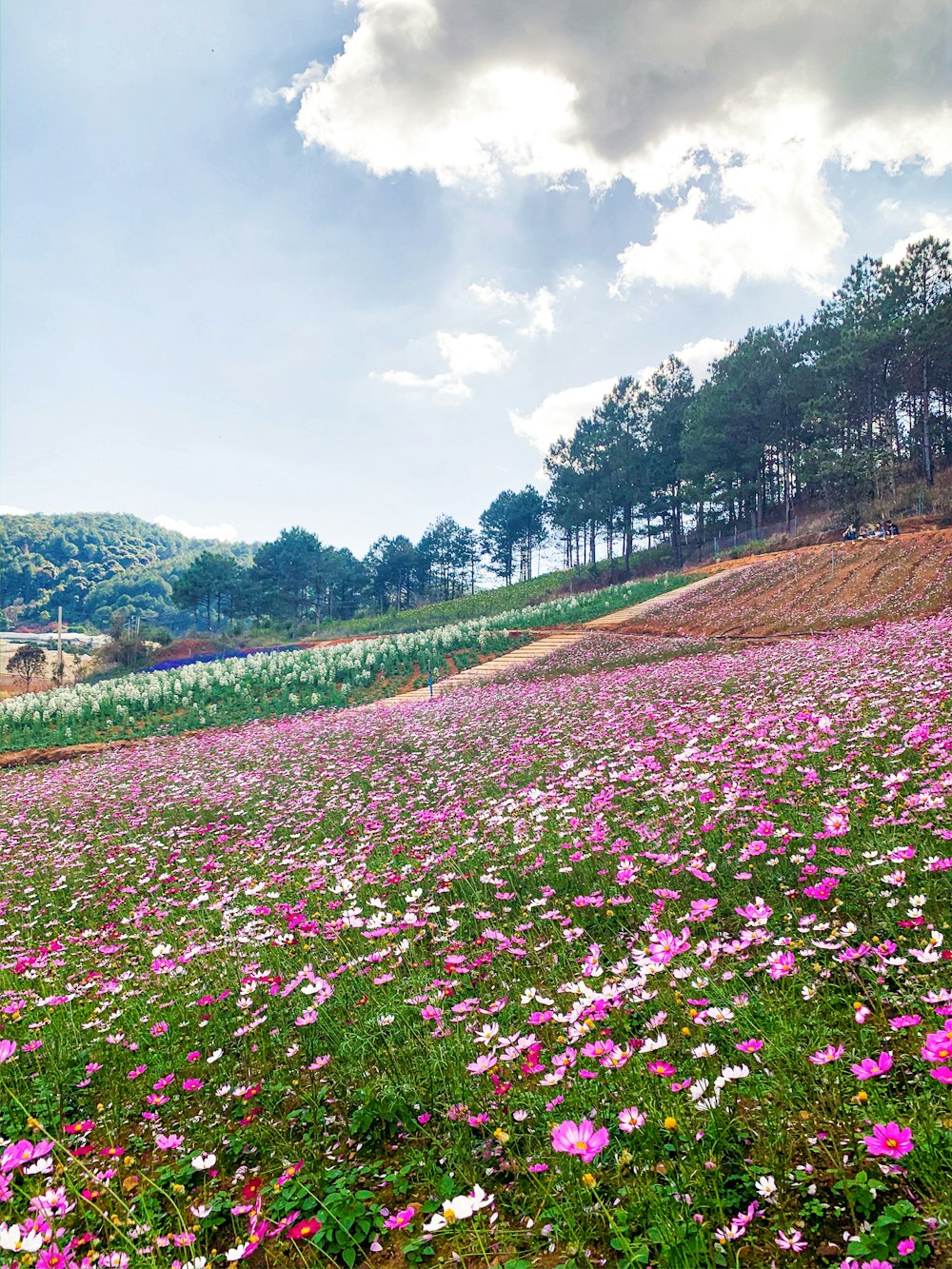 purple flower field under cloudy sky during daytime