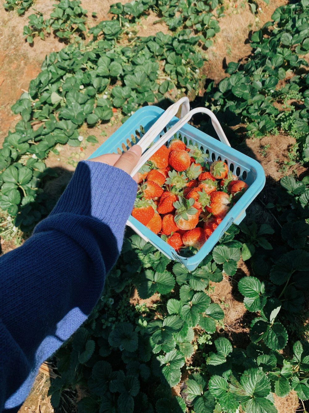 person in blue sweater holding red plastic crate full of strawberries