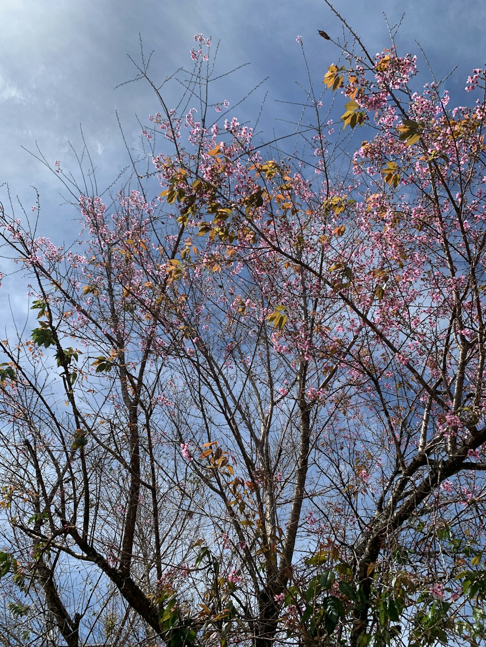 brown tree with yellow leaves under blue sky during daytime