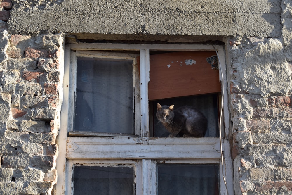 black cat on window during daytime