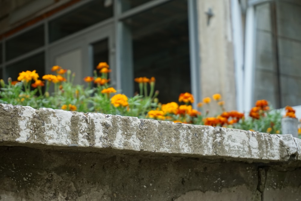yellow flowers on gray concrete wall