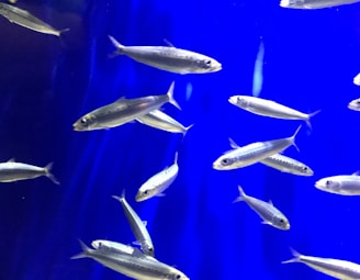 A school of silver fish swimming against a vibrant blue background, showcasing their sleek bodies and streamlined shapes. The fish are distributed at different angles, suggesting movement and fluidity.