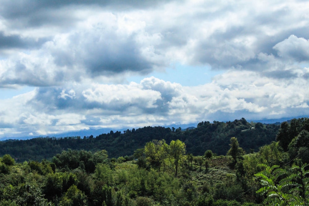 green trees under white clouds and blue sky during daytime