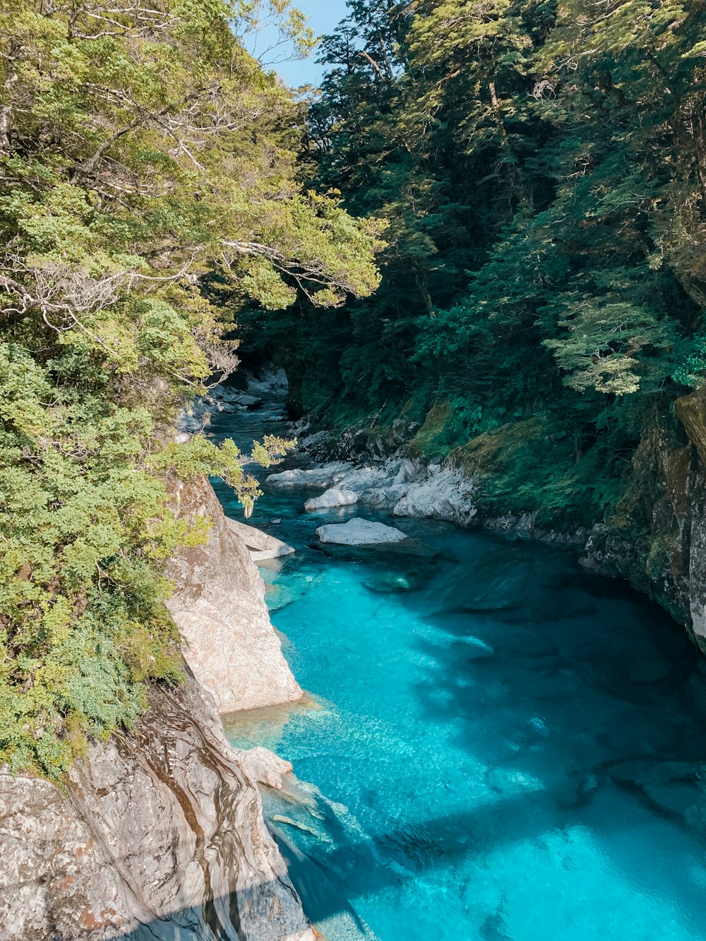 river between green trees during daytime