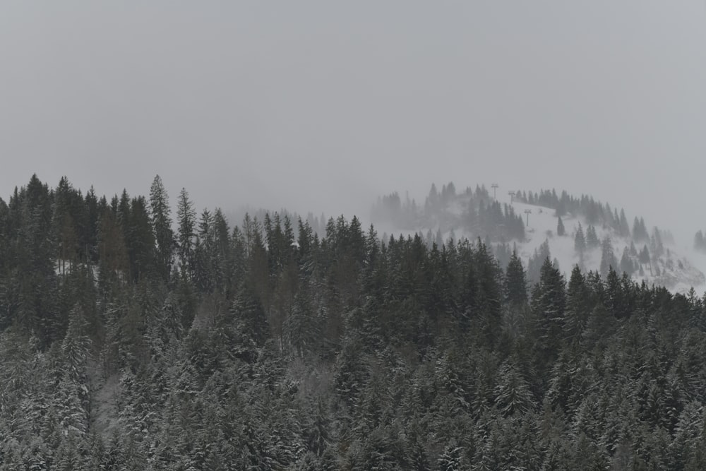 green pine trees covered with fog