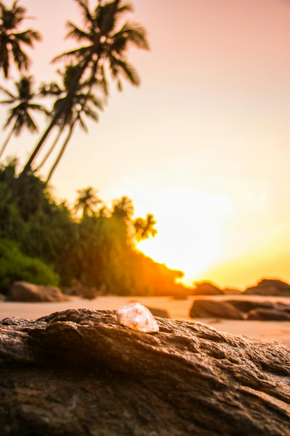 palm tree on brown sand near body of water during sunset