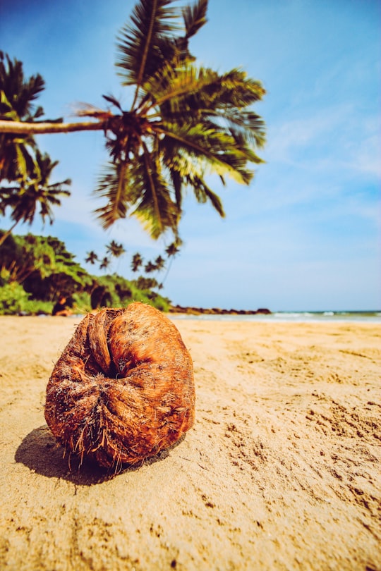 coconut fruit on beach shore during daytime in Tangalle Sri Lanka