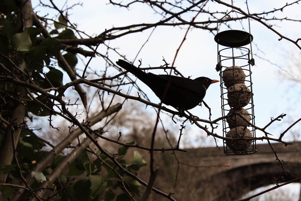 black bird on bare tree during daytime