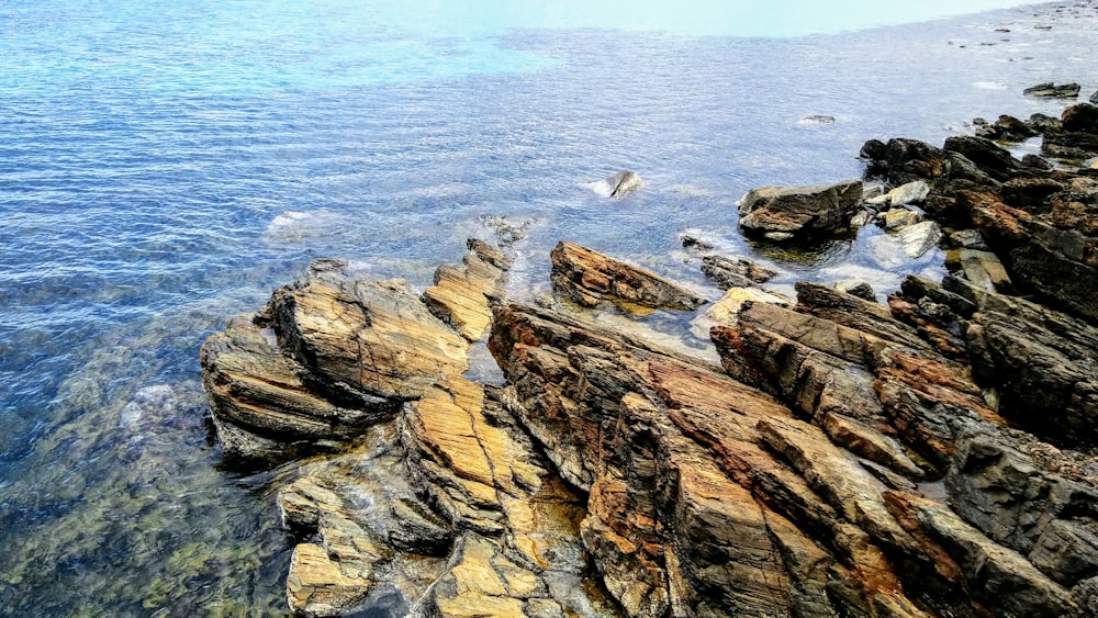 white bird on brown rock formation near body of water during daytime