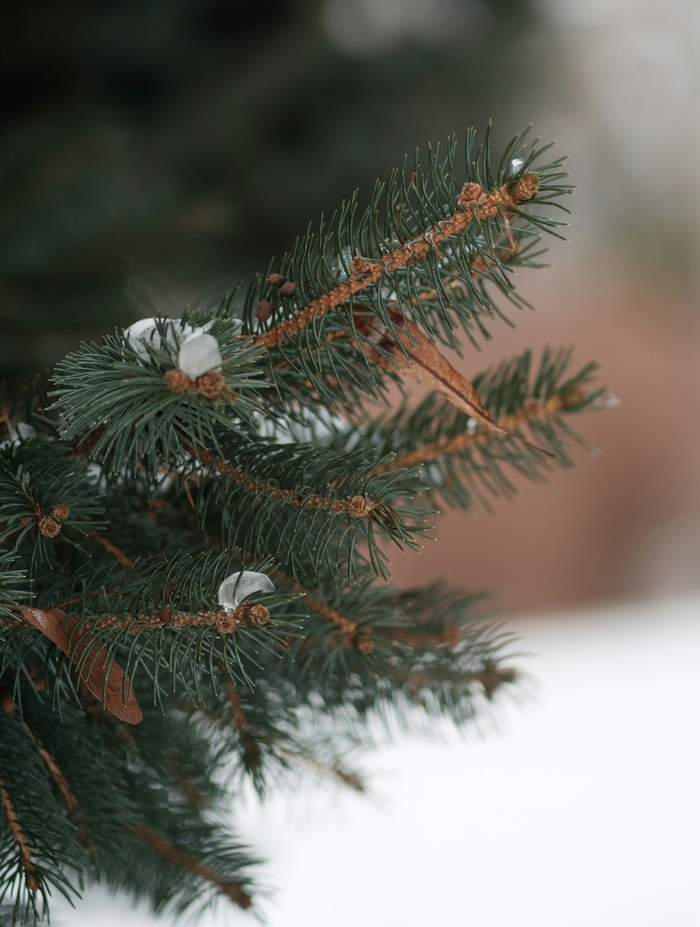 pinheiro verde coberto com neve