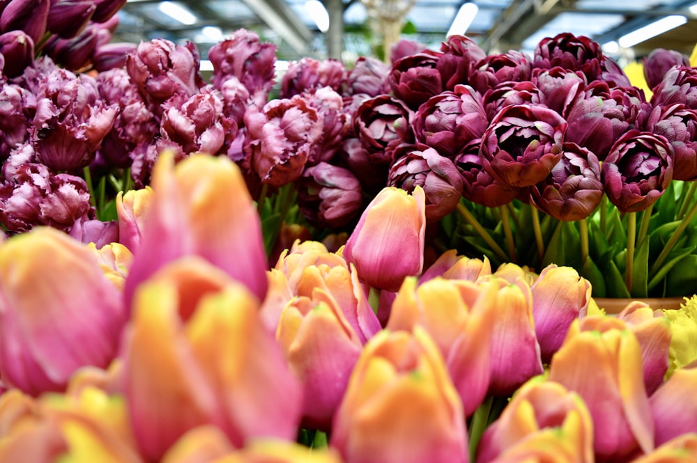 red tulips in bloom during daytime